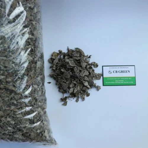 Cây thảo dược này có nhiều công dụng tốt cho sức khỏe, nhất là người bị bệnh về dạ dày.