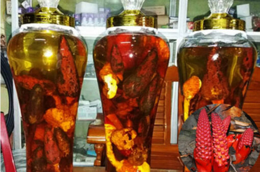 Rượu nấm ngọc cẩu đem lại rất nhiều tác dụng vượt trội khác nhau.