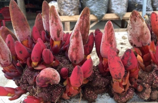 Nấm ngọc cẩu chính là loại dược liệu sống lâu năm và ký sinh trên các loại cây gỗ lớn.