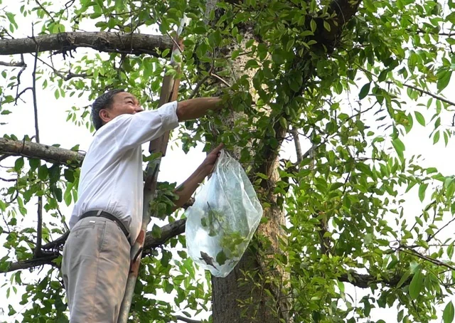 Hình ảnh tầm gửi cây gạo tươi.