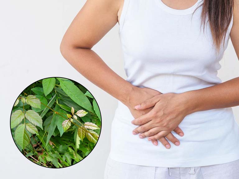 Uống chè dây bị táo bón không?
