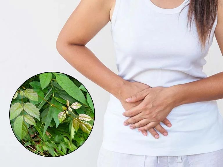 Uống chè dây bị táo bón không?