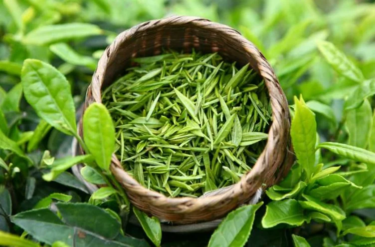 Trà xanh giảm cân