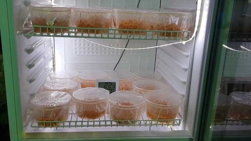 Cách bảo quản đông trùng hạ thảo tươi, khô hiệu qu