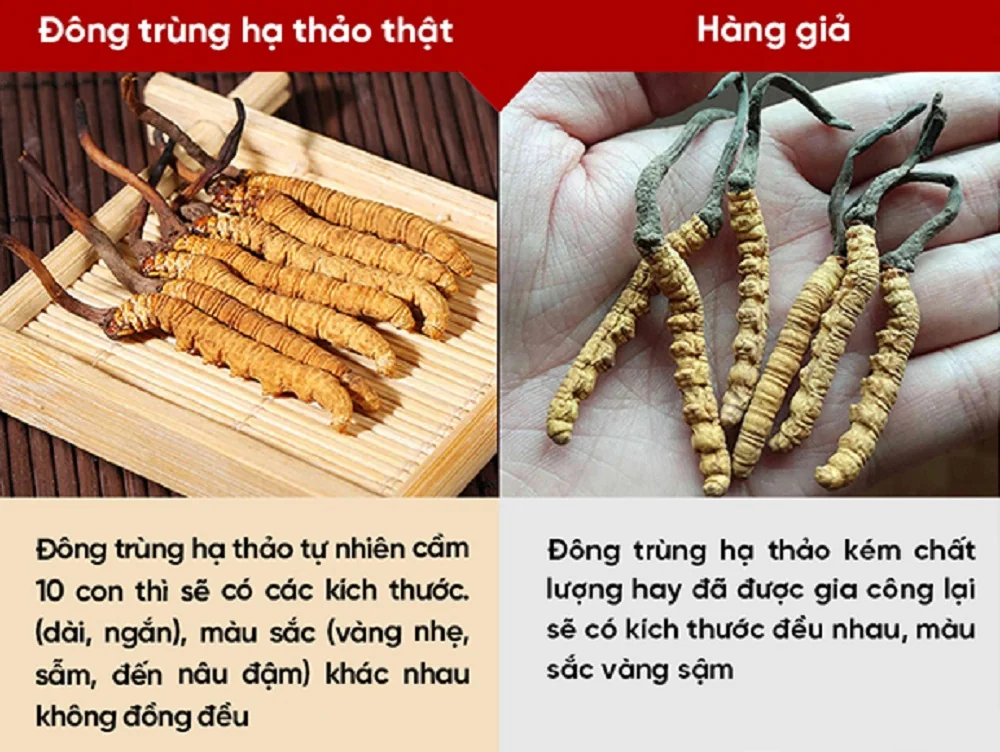 Phân biệt đông trùng hạ thảo thật và giả 3 Phân biệt đông trùng hạ thảo thật và giả