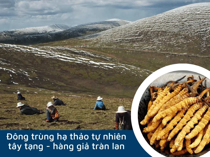 Phân biệt đông trùng hạ thảo thật và giả 4 Phân biệt đông trùng hạ thảo thật và giả