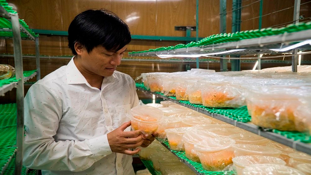 Quy trình nuôi cấy đông trùng hạ thảo tại nhà