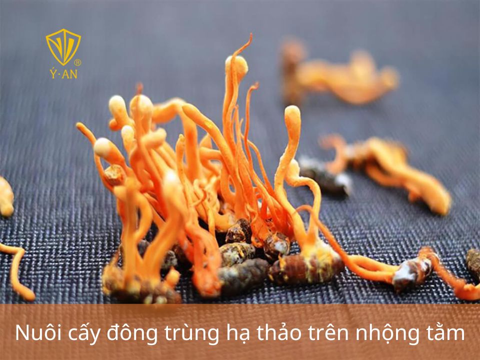 Quy trình nuôi cấy đông trùng hạ thảo tại nhà