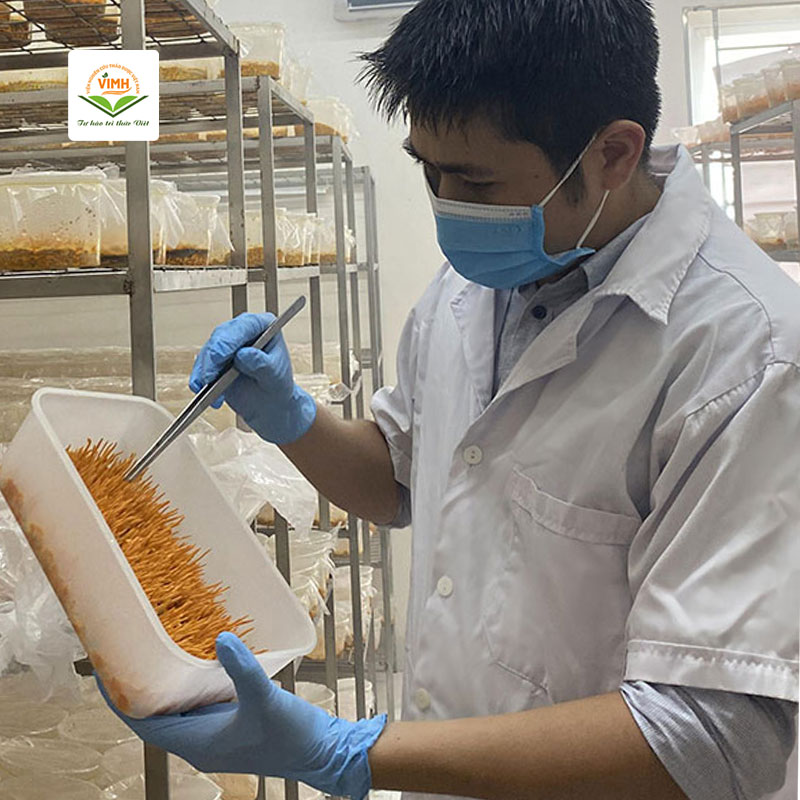 Quy trình nuôi cấy đông trùng hạ thảo tại nhà