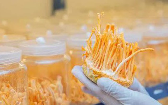 Quy trình nuôi cấy đông trùng hạ thảo tại nhà