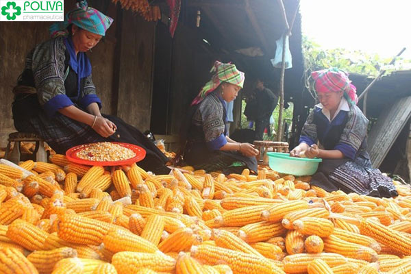 Rượu ngô Bắc Hà - Hương vị ẩm thực độc đáo Tây Bắc