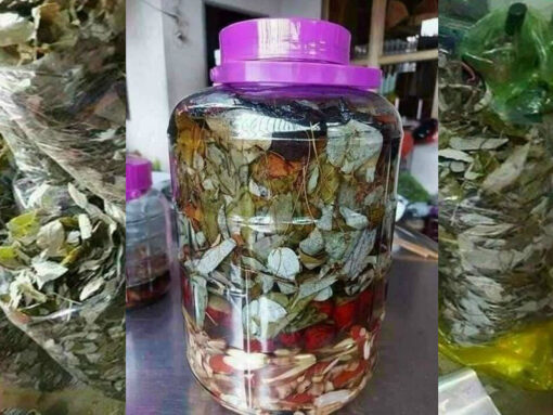 Dâm dương hoắc