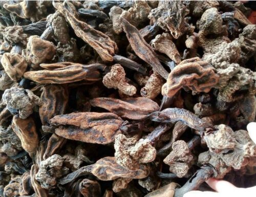 Giá nấm ngọc cẩu khô