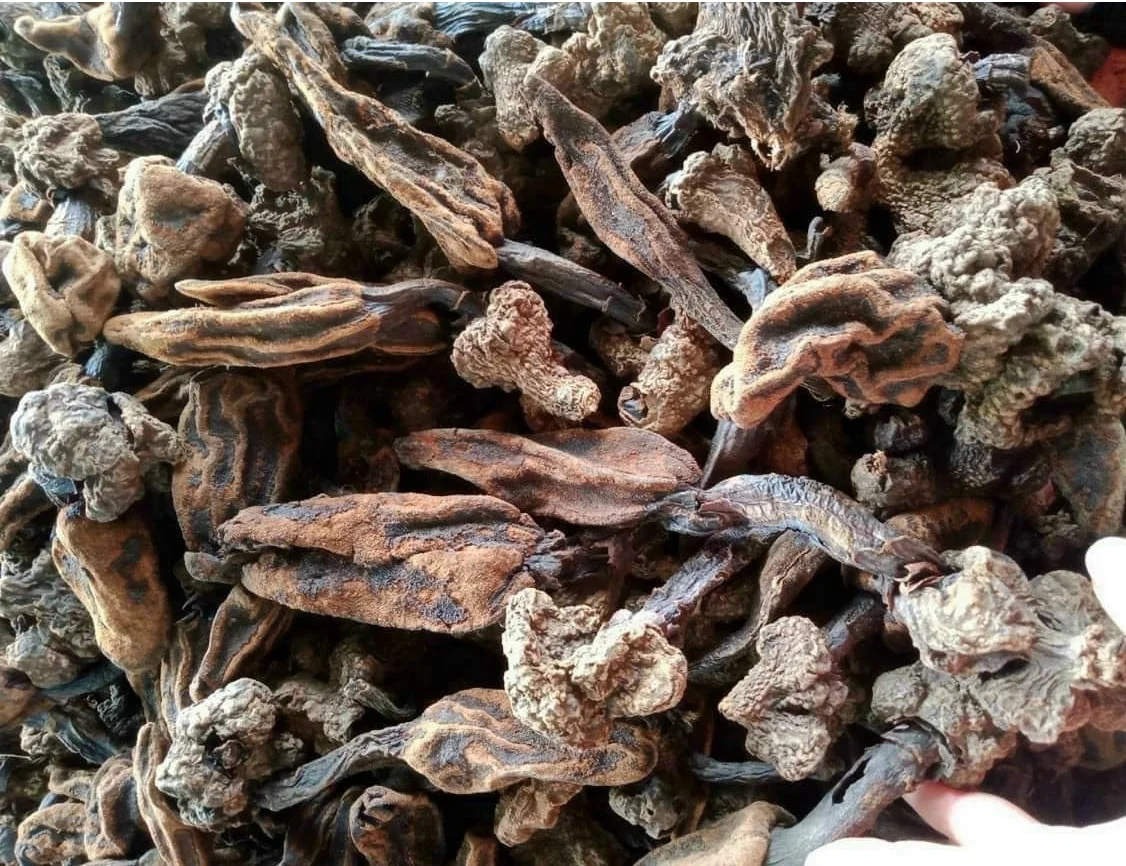 Giá nấm ngọc cẩu khô
