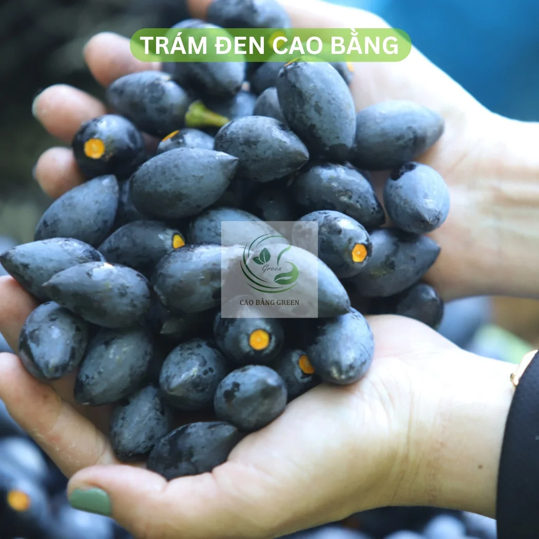 Quả trám đen - một đặc sản đắt giá hiện nay