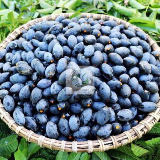 Quả trám đen - một đặc sản đắt giá hiện nay