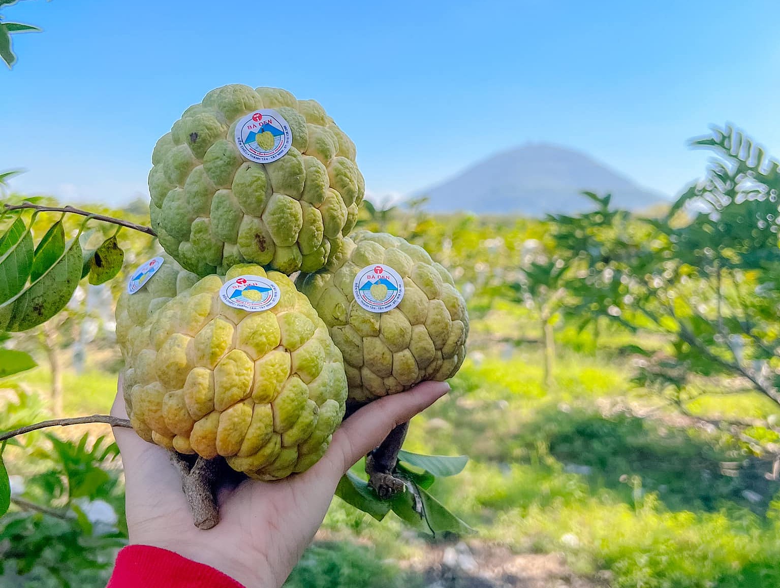Top đặc sản núi Bà Đen Tây Ninh bạn không nên bỏ qua