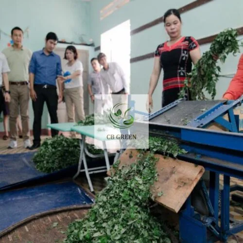 Quy trình chế biến trà dây đảm bảo vệ sinh an toàn thực phẩm.