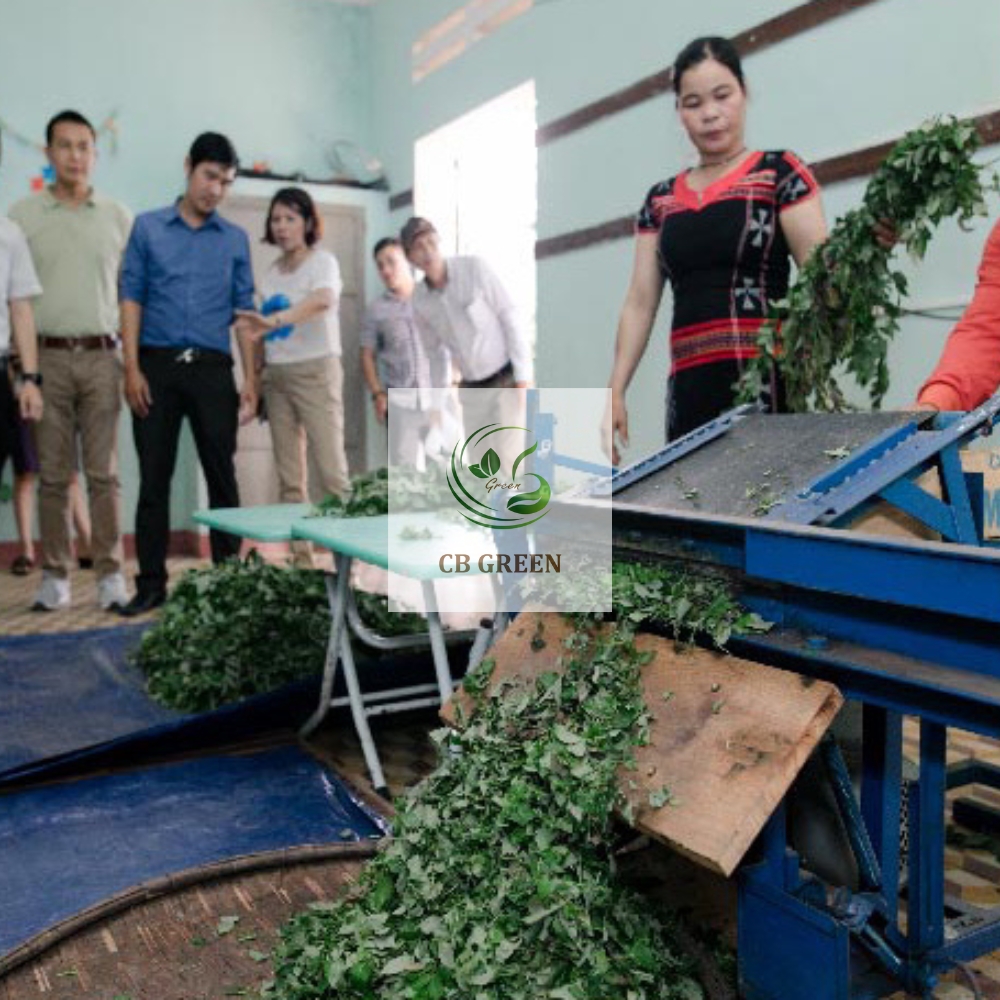Chè Dây Cao Bằng – Thanh nhiệt, hỗ trợ dạ dày, dễ ngủ 9 Quy trình chế biến trà dây đảm bảo vệ sinh an toàn thực phẩm.