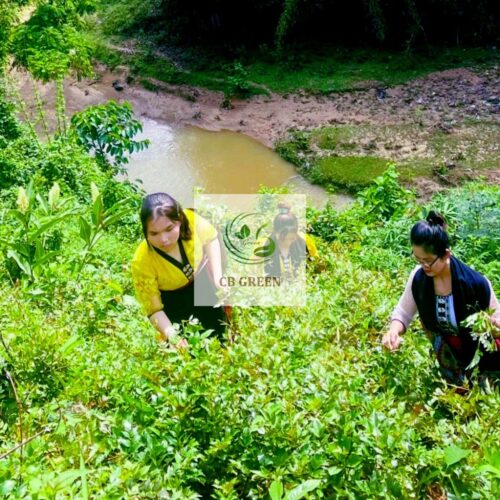 Thu hái chè dây từ rừng