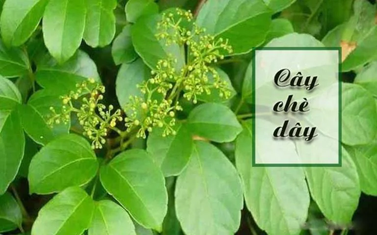 Cây chè dây thường mọc trong rừng