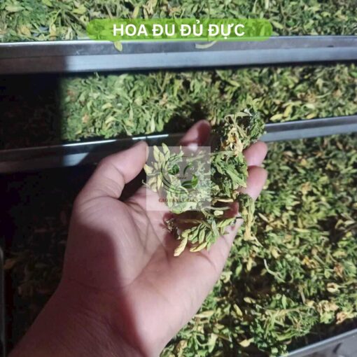Quy trình sấy hoa đu đủ