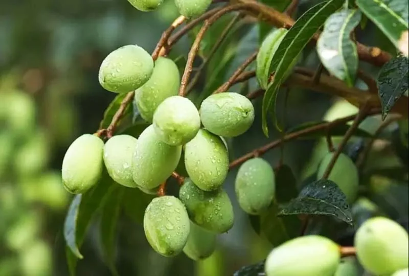 Thông thường cây trám đen thường trồng tại vùng cao