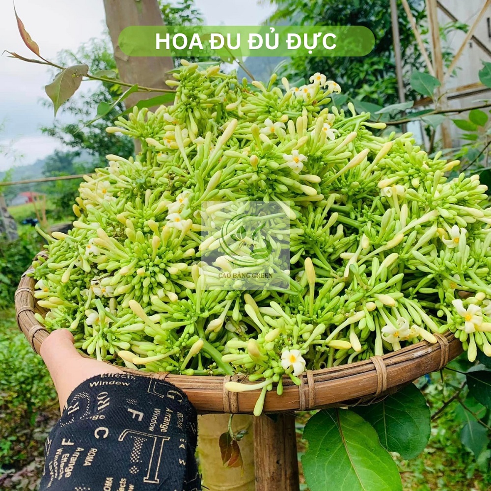 Hoa đu đủ đực tươi