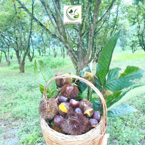 Hạt Dẻ Trùng Khánh – Tinh Hoa Đặc Sản Cao Bằng - 1 Kg - Hình ảnh 2