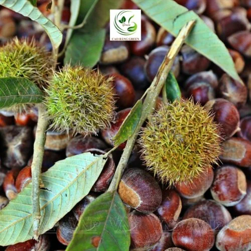 Hạt Dẻ Trùng Khánh – 1 Kg - Ảnh 5