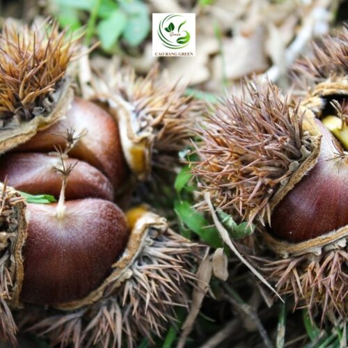 Hạt Dẻ Trùng Khánh – Tinh Hoa Đặc Sản Cao Bằng - 1 Kg - Hình ảnh 4