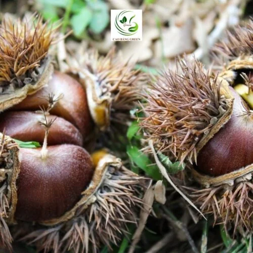 Hạt Dẻ Trùng Khánh – 1 Kg - Ảnh 4