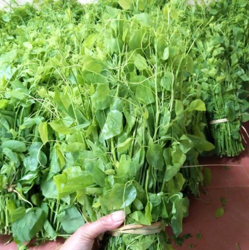 Thành phần dinh dưỡng của rau dạ hiến