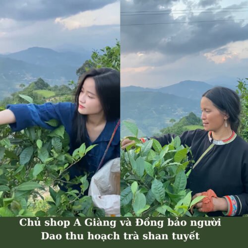 Trà Shan tuyết cổ thụ Hà Giang