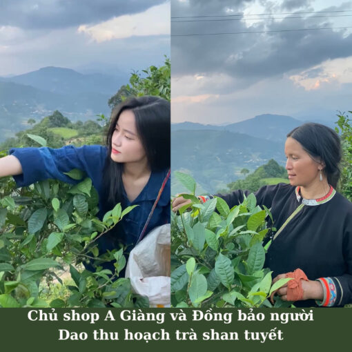 Trà Shan tuyết cổ thụ Hà Giang
