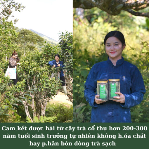Trà Shan tuyết cổ thụ Hà Giang