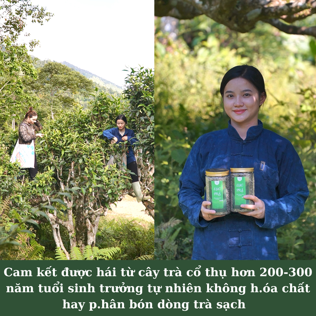 Trà Shan Tuyết Cổ Thụ Hà Giang – Vị tinh túy Tây Bắc 5 Trà Shan tuyết cổ thụ Hà Giang