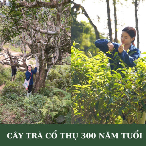 Trà Shan tuyết cổ thụ Hà Giang
