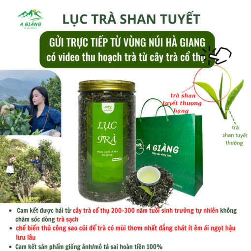 Trà Shan tuyết cổ thụ Hà Giang