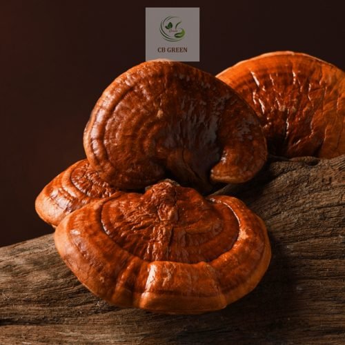 Nấm linh chi đỏ tại CB Green